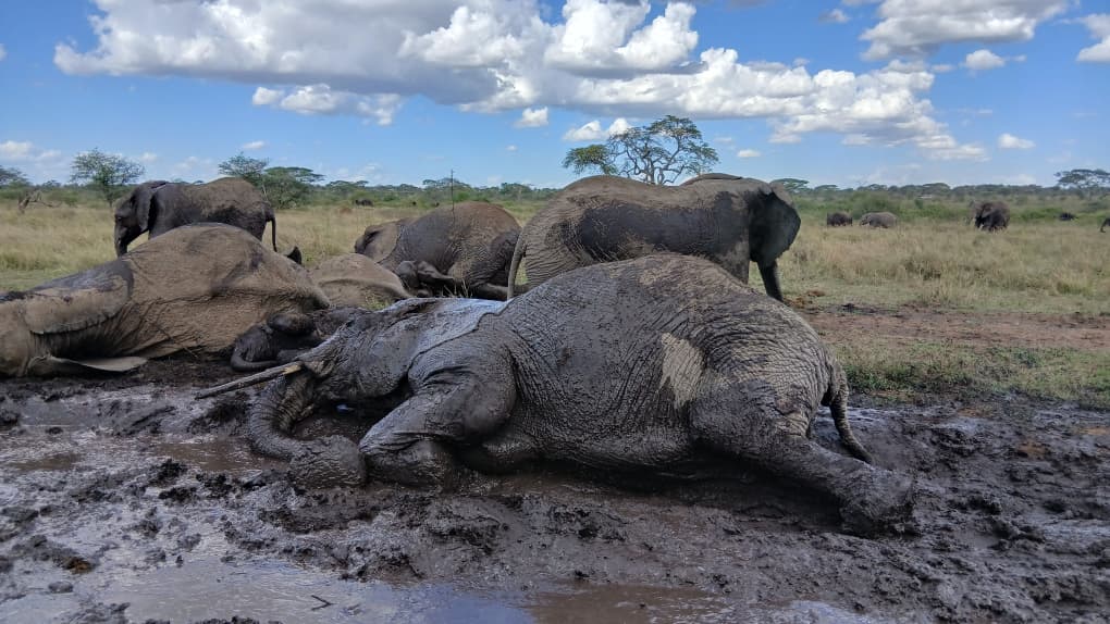 Elephant mud bath